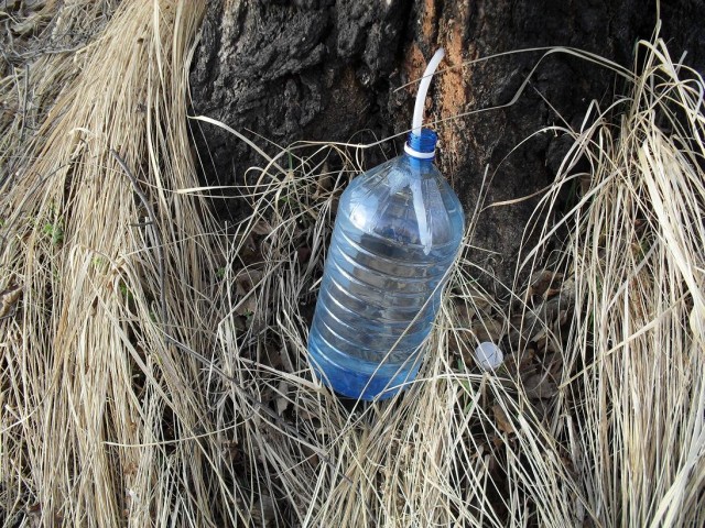 Сбор березового сока