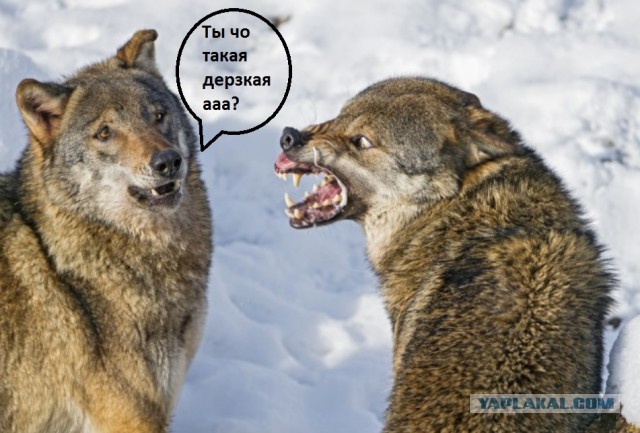 Дорогая, может обойдёмся без скандала ?