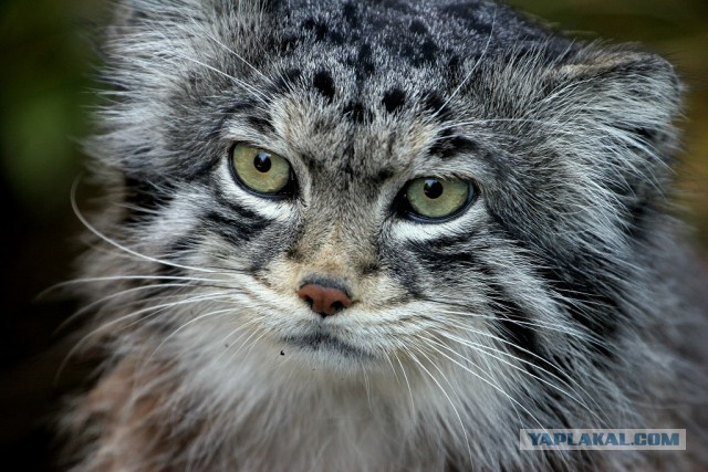 Дикий котовторник