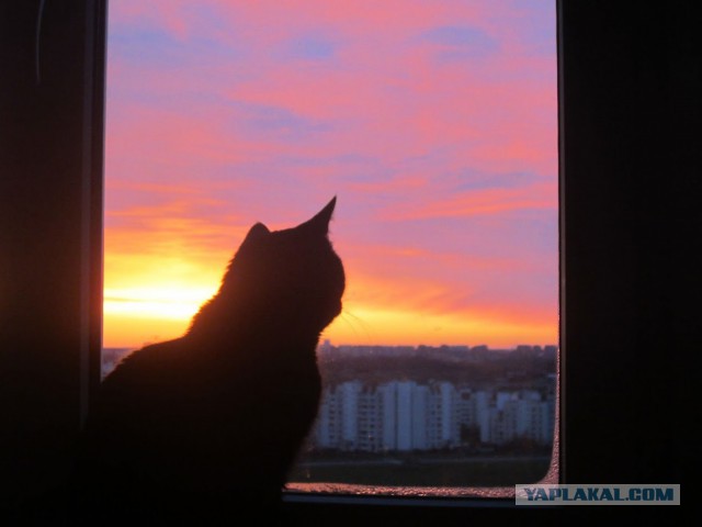 Котовторник 20.10.2015