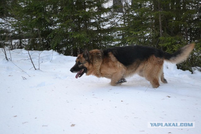 Обрушился мост в Архангельской области