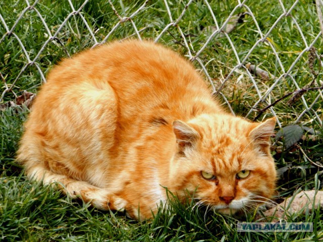 Опасный котэ