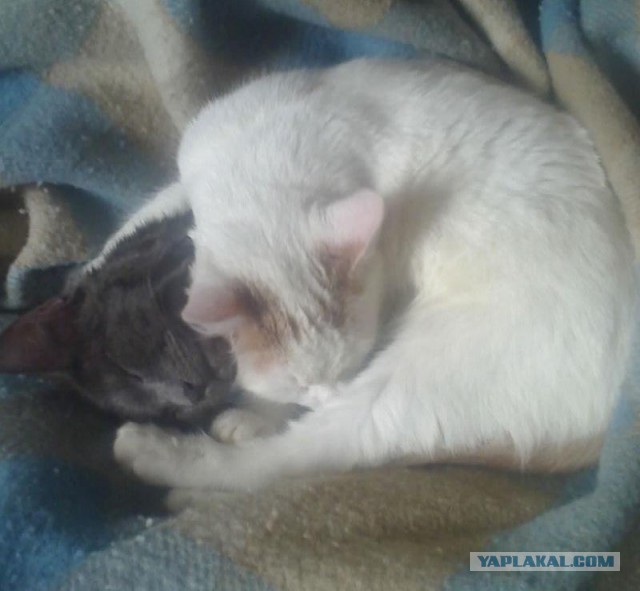 Пост невероятной кошачьей красоты. 25 фот.