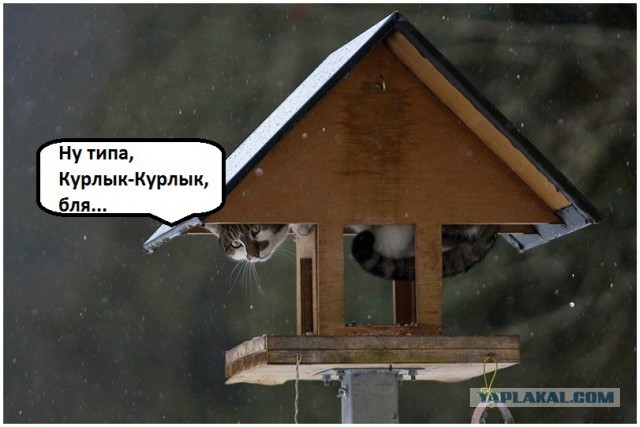 Забавные картинки из Сети