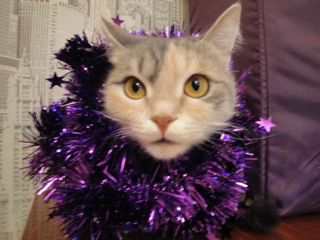 Котовторник