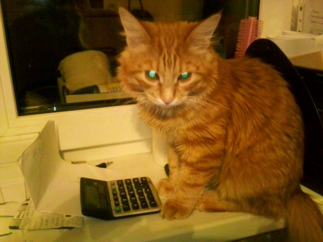 Котовторник