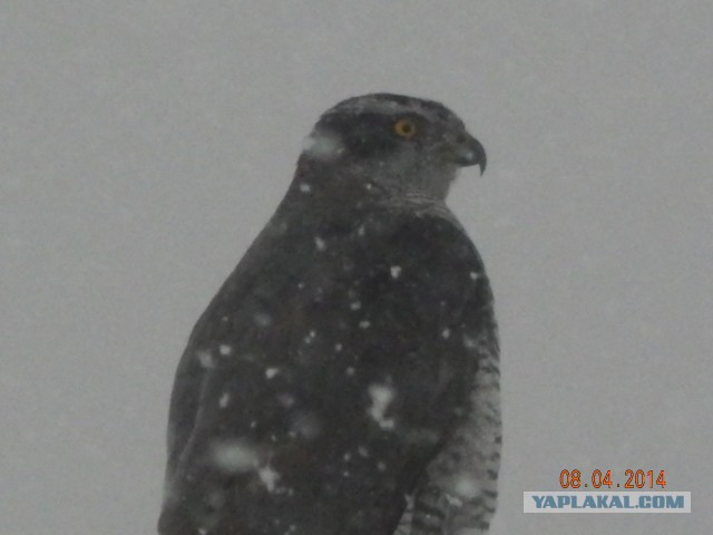 Приезжайте в деревню