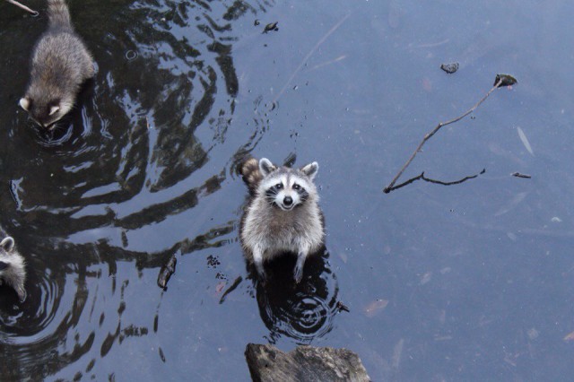 Как я побывал в США. Часть пятая. Заключительная