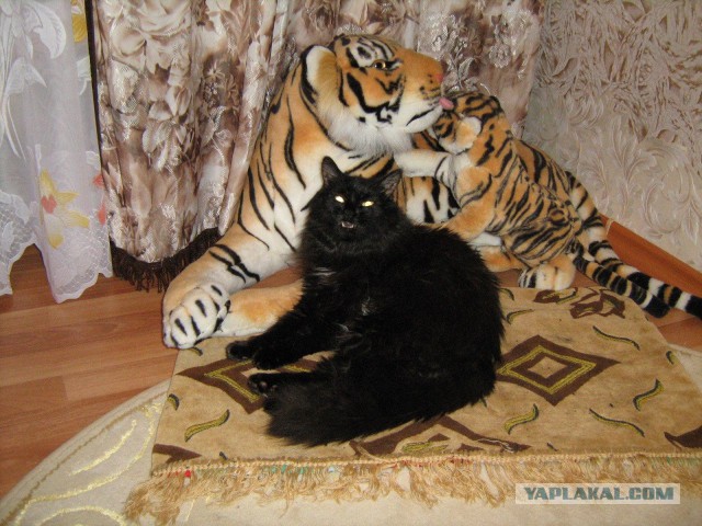 Кот-падоног. Есть у вас такой?