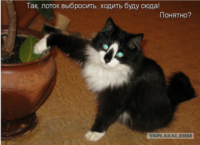 Коты хохотали...