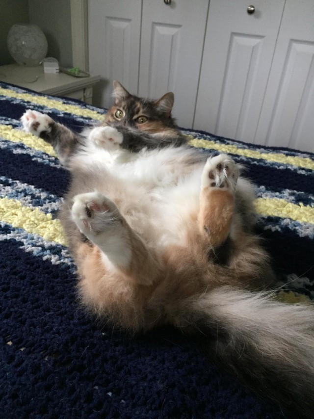 Коты из сети
