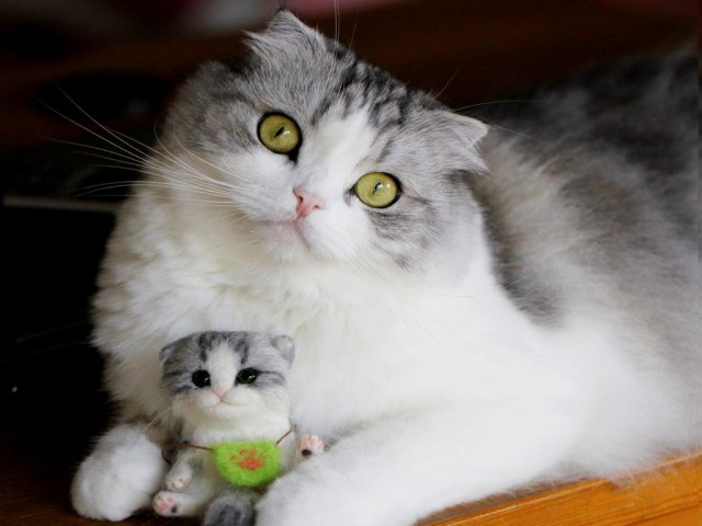 Коты из сети