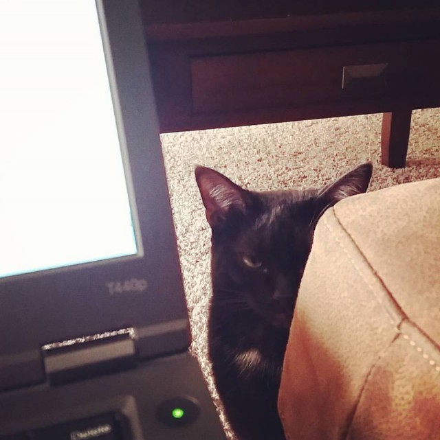 Коты из сети
