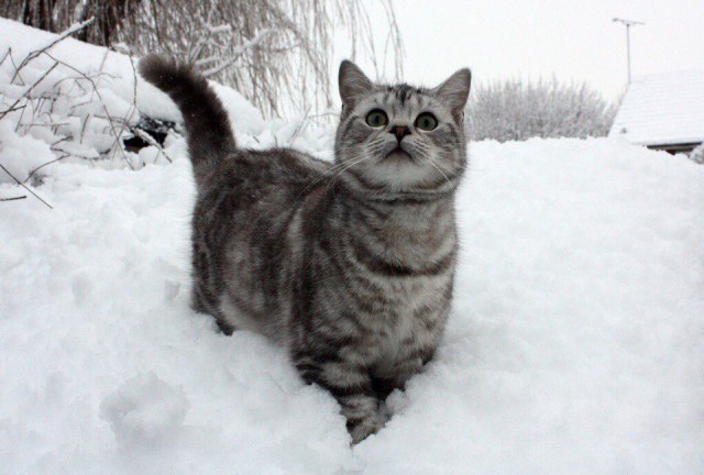 Коты из сети