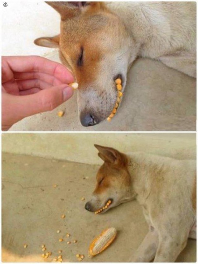 Прикольные картинки