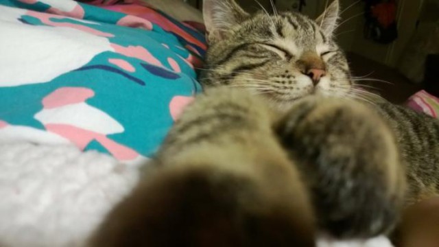 Коты и Кошки