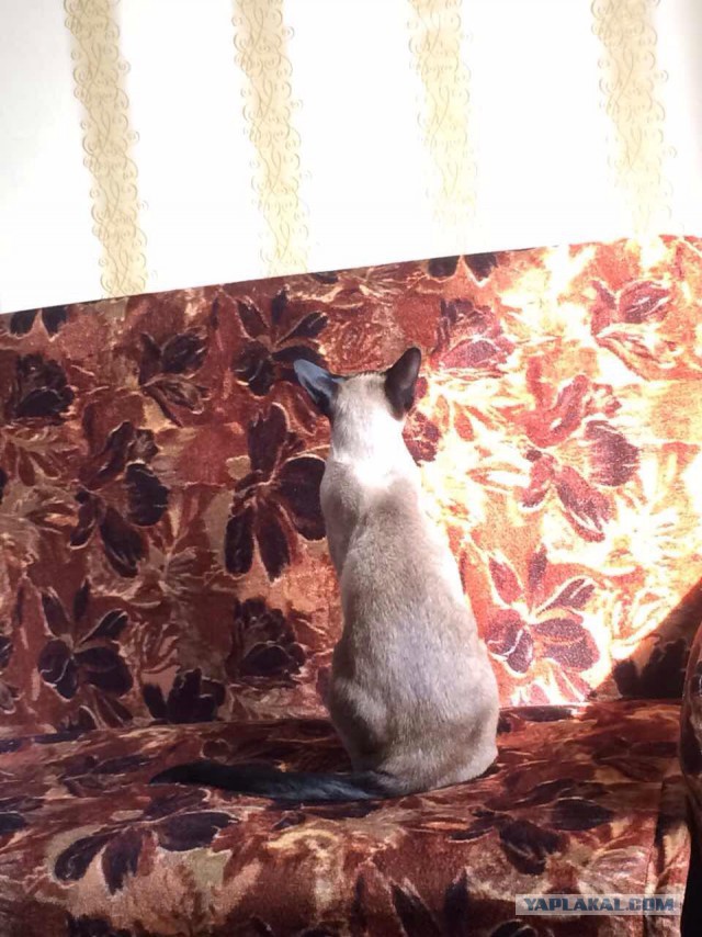 Котовторник 14.03.2017