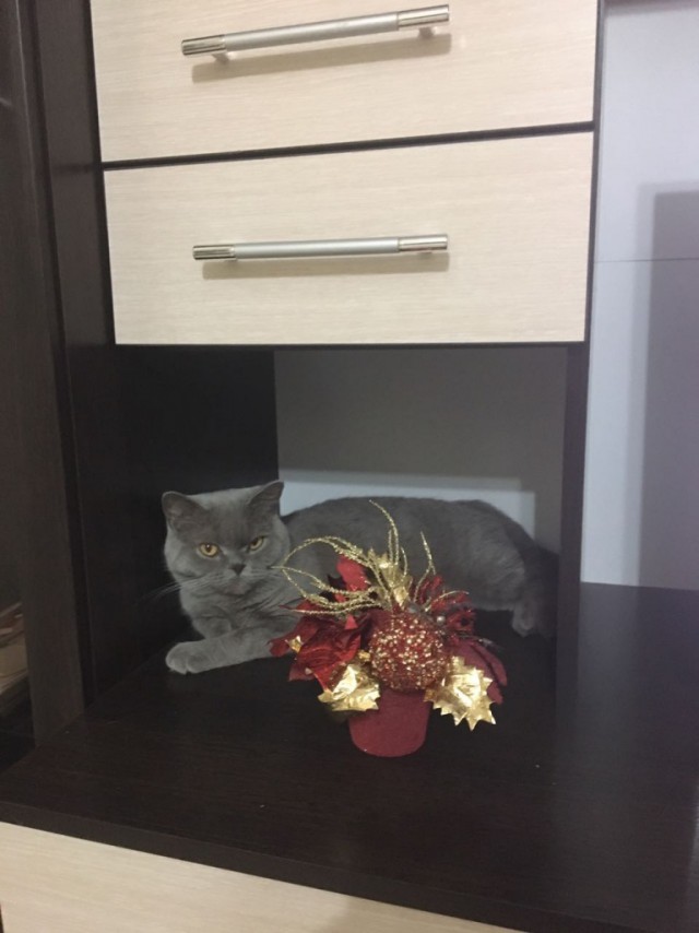 Коты и Кошки