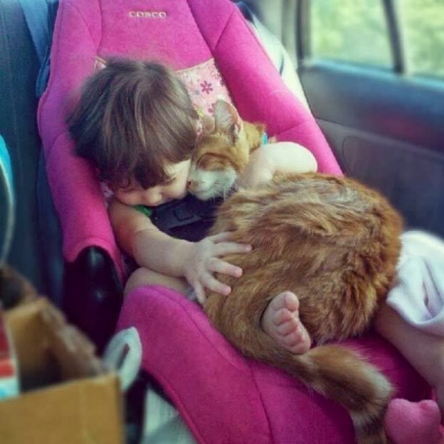 Коты и Кошки