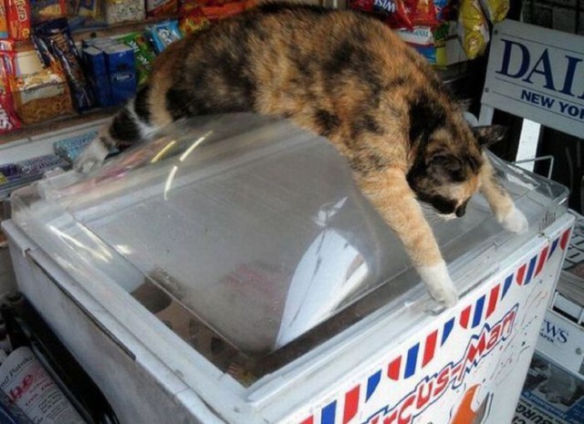 Коты и Кошки