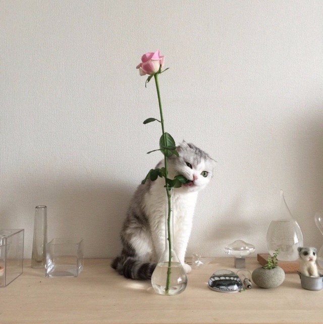 Коты и Кошки