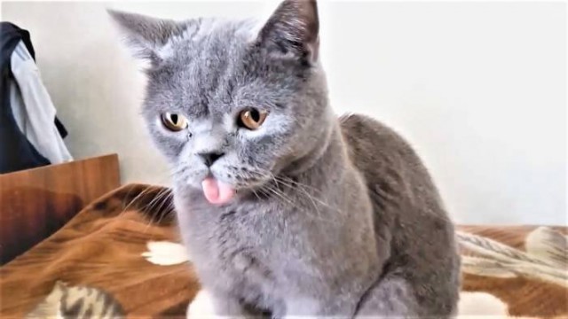 Коты и Кошки