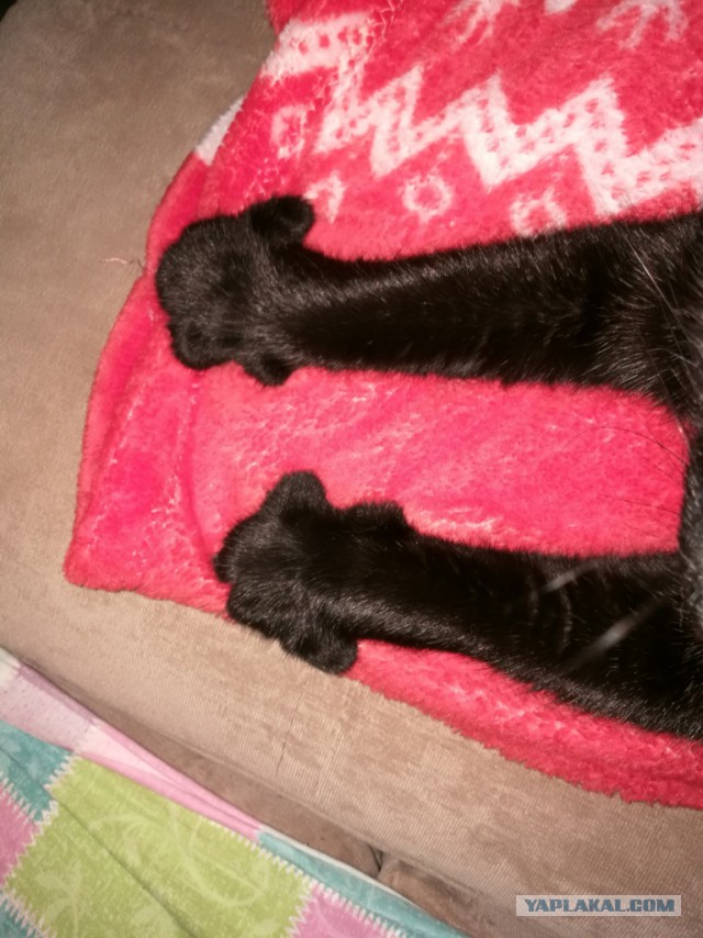 Котовторник 19.09.2017