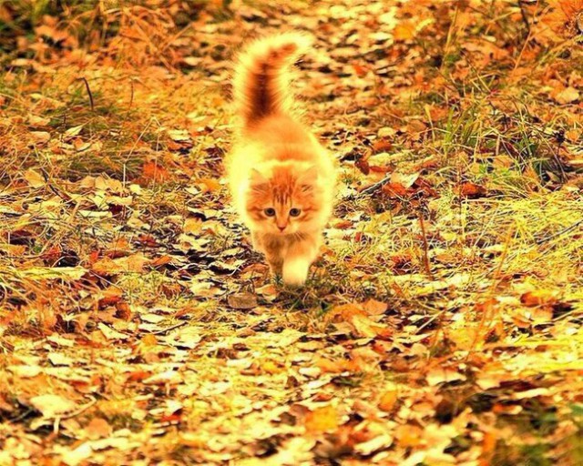 Коты и Кошки