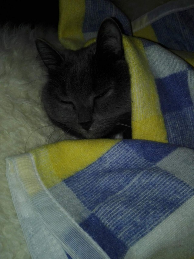 Коты и Кошки