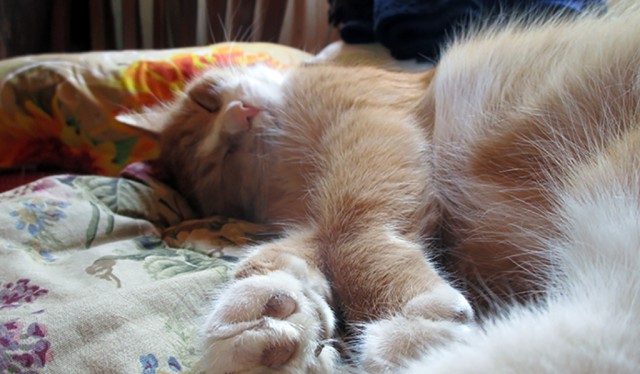 Котовторник 24.04.2018