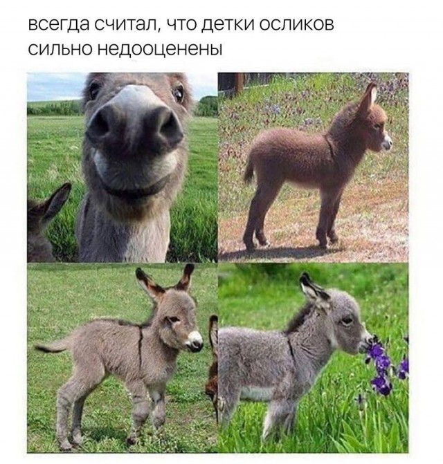 Живность из сети