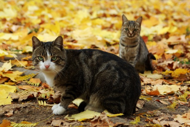 Котовторник: Кошки гаваны и другие!