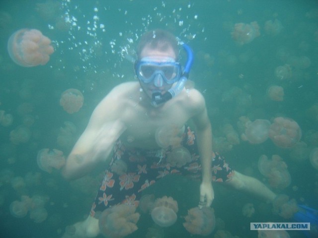 Миллионы медуз в одном озере