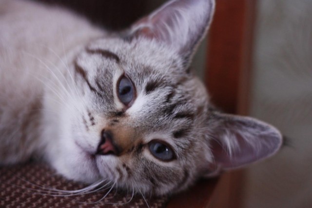 Котовторник (02.06.2009)