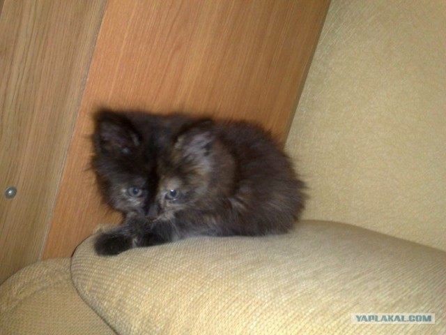 Котовторник стартует