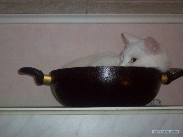 Котовторник! 08.11.11