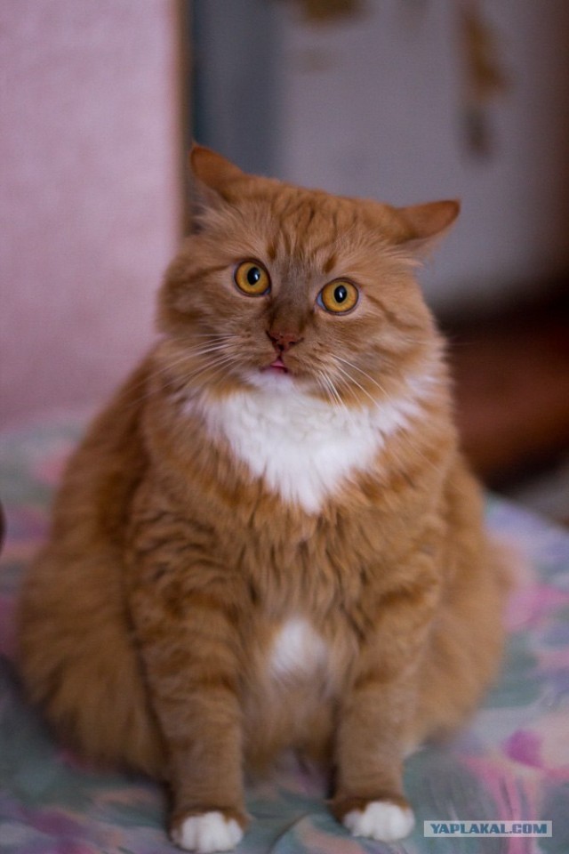 Котовторник 17 января