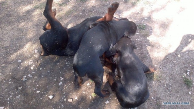 Собакочетверг!