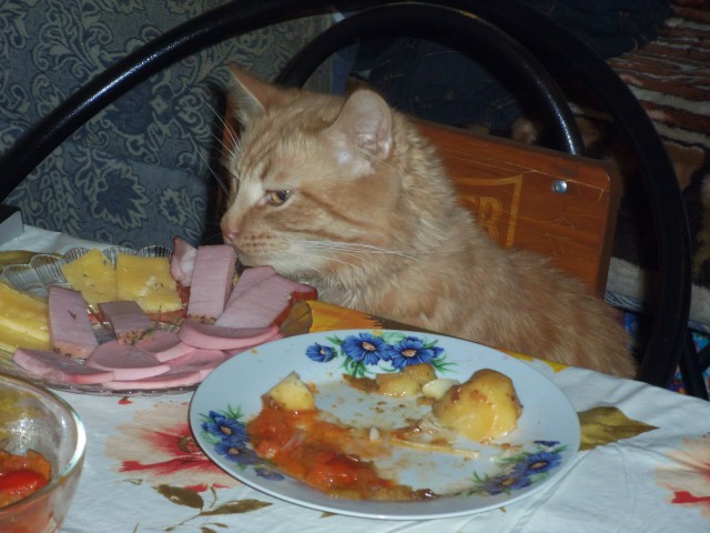 Живность из сети