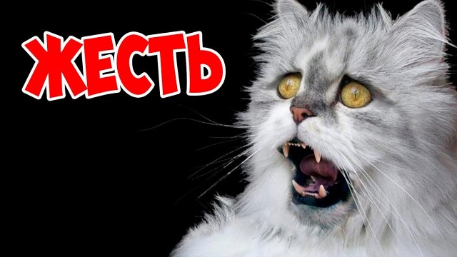 Хотите капельку крипоты? Представьте, как выглядела бы сестра-близнец Джима Керри