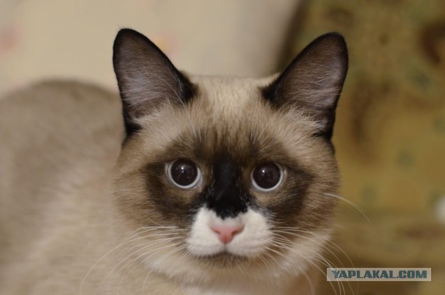 ЯП в кошках
