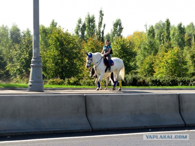 Конь наступил в лужу и умер в центре Москвы