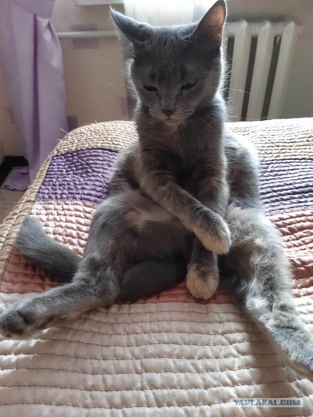 ̶К̶о̶р̶о̶н̶  Котовторник!