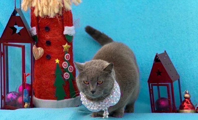 Коты из сети