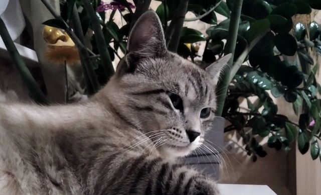 Картинки на котовторник 1.09.20