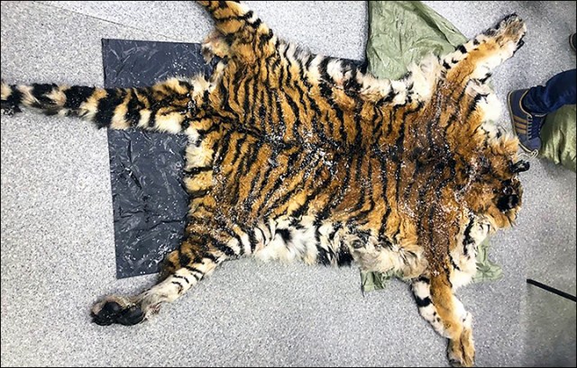 В Приморском крае сотрудники ФСБ задержали браконьеров, которые убили амурского тигра и пытались продать его шкуру и части тел