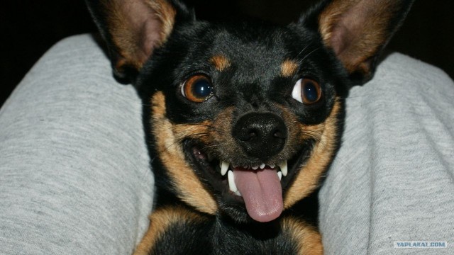 Шотландский вислоухий просится на обнимашки