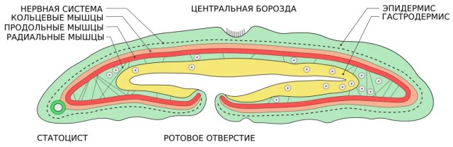 Лиловый носок: Простейший организм, о котором мы ничего не можем понять. Зато смешно