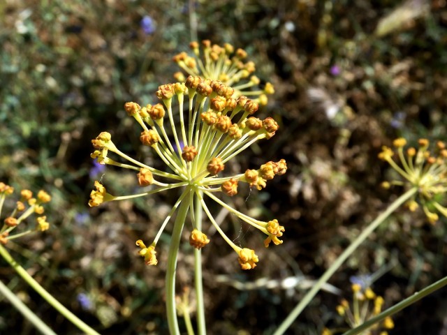 Апельсиняя рыба