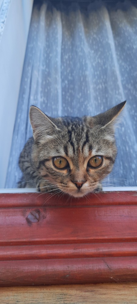 Хвалитесь своими кошечками